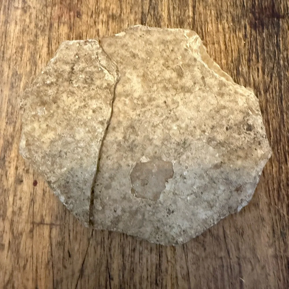 Small Fossilized Fish Found this Rock in North Dakota Cool Little Fossil